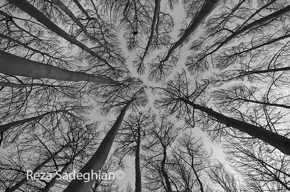 IMGP8058_NewBW