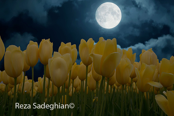 _DSC0850_Fullmoon