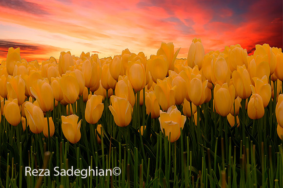 _DSF4984_Sunset