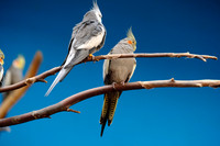 DSCF2832