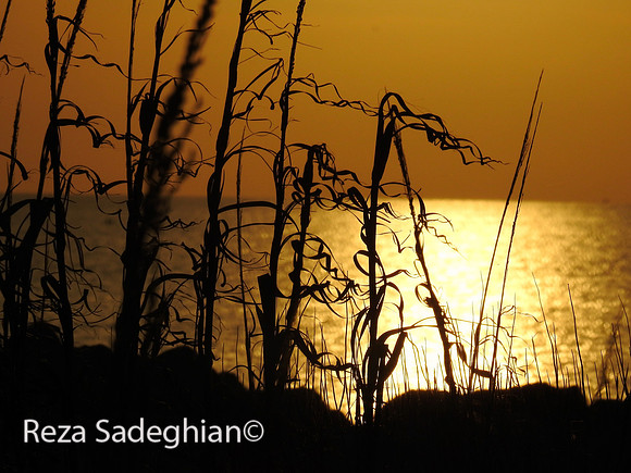 Dauphin Island, Alabama 01