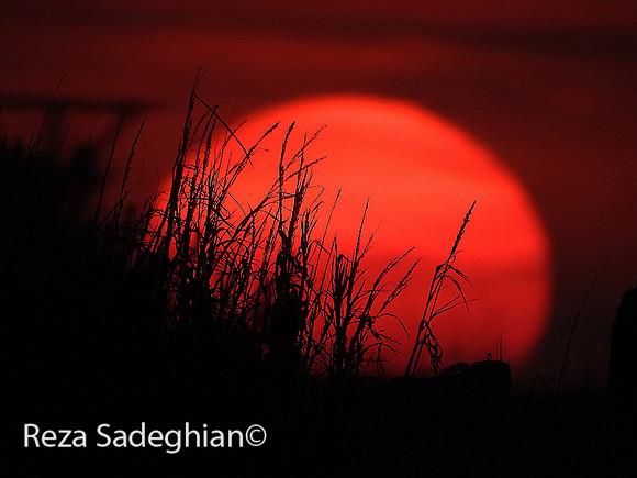 Dauphin Island, Alabama 05